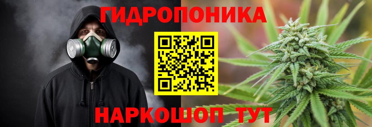 Великий Новгород  Бошки марихуана план  Вход с VPN  Канабис White Widow 